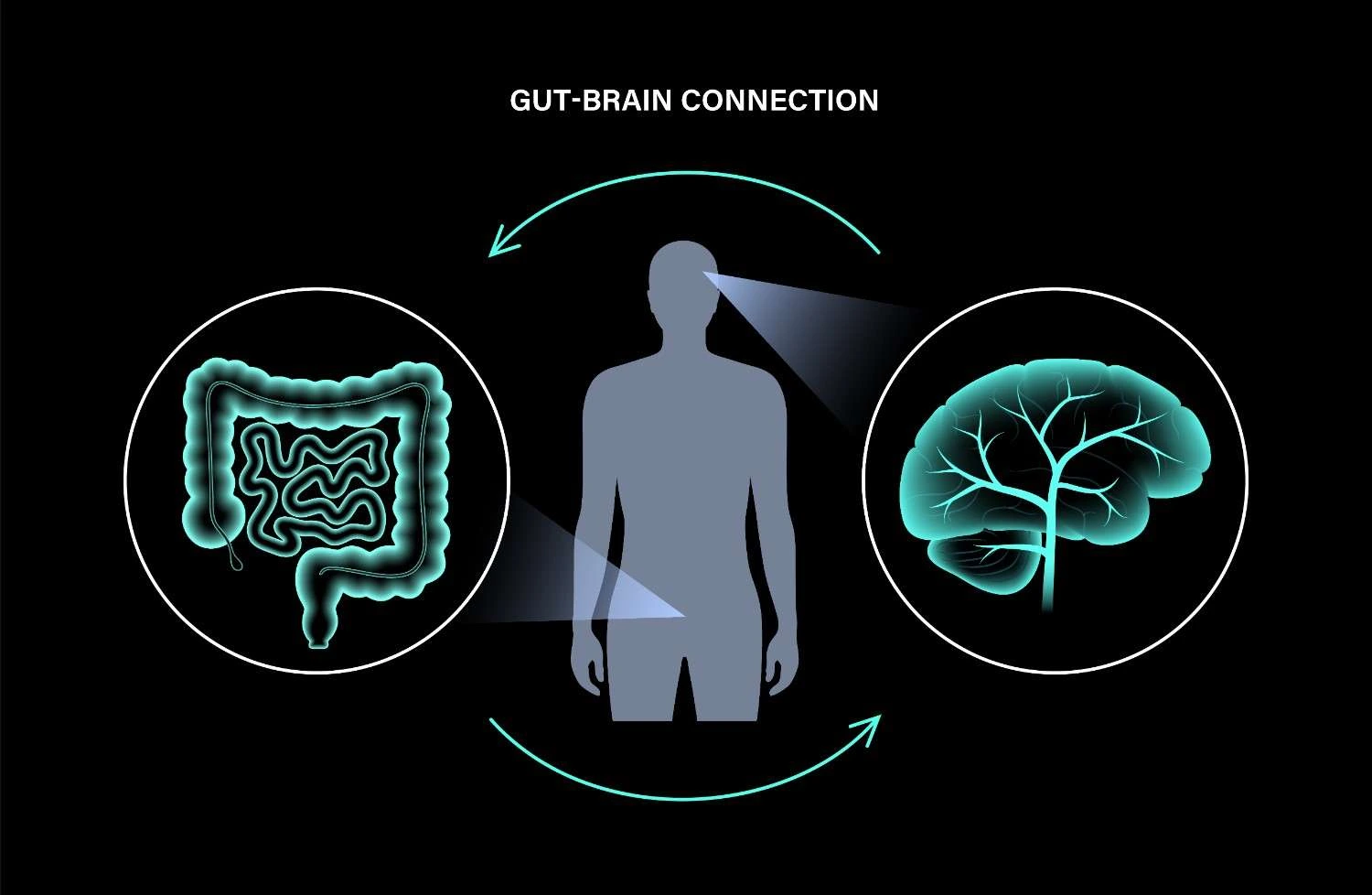 Conceptual illustration of gut-brain axis neural connections