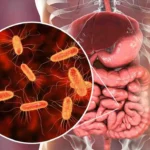 Illustration of healthy gut microbiome with diverse bacteria