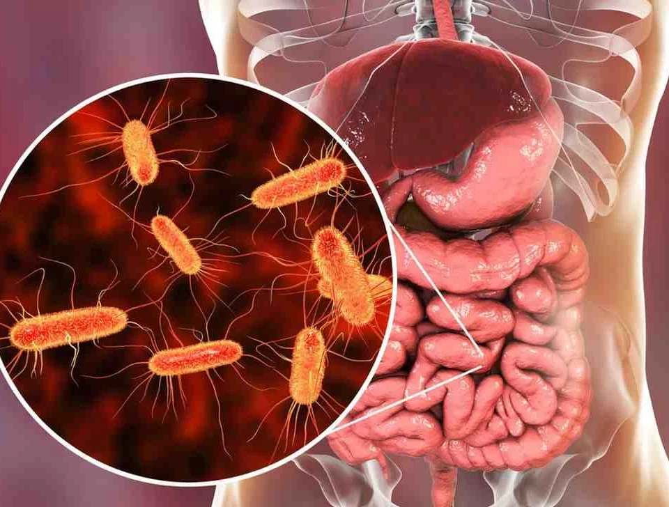 Illustration of healthy gut microbiome with diverse bacteria