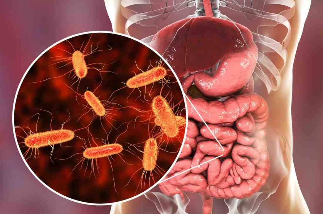Illustration of healthy gut microbiome with diverse bacteria